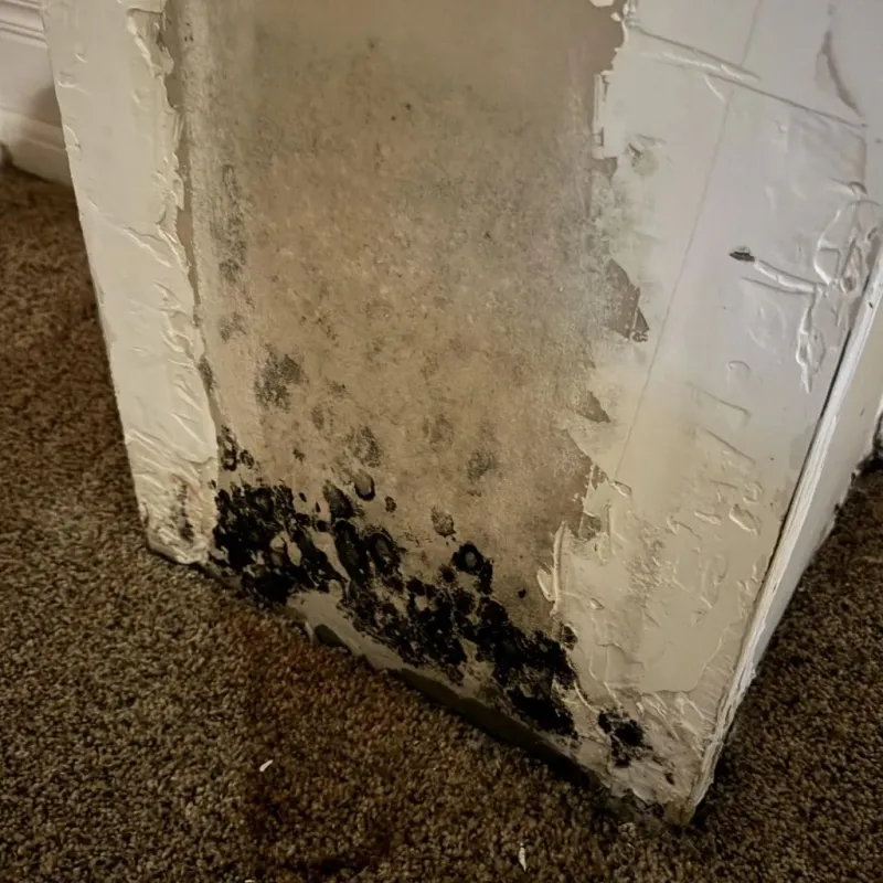 Professional Mold Removal in La Presa, CA